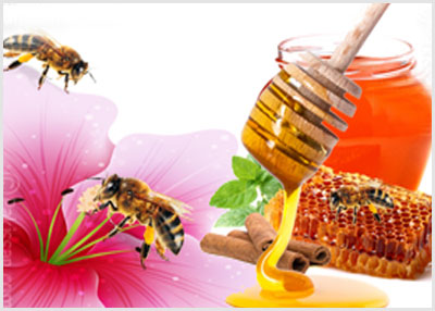practical training of farmers/beekeeper, bee keeping
