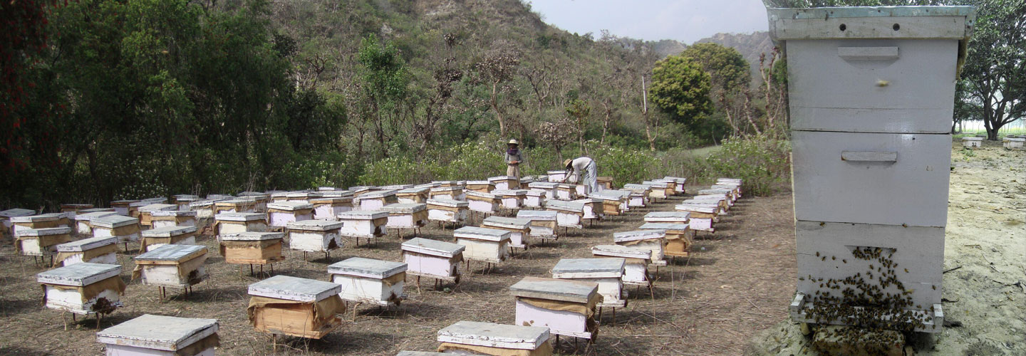 practical training of farmers/beekeeper, bee keeping

